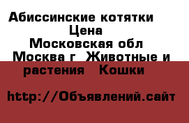 Абиссинские котятки  waildnait › Цена ­ 12 000 - Московская обл., Москва г. Животные и растения » Кошки   